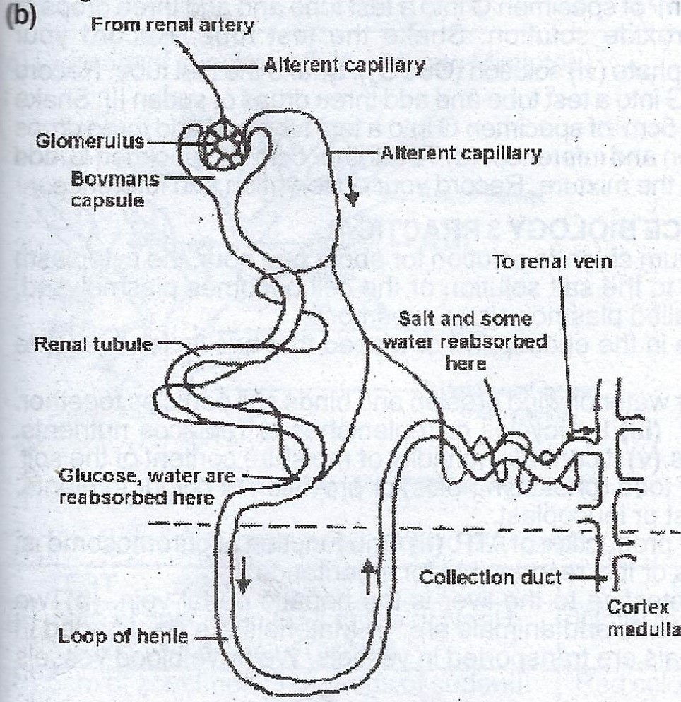 1989 WAEC Biology Theory (a) List three functions of the kidney. (b